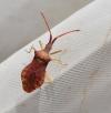 Haploprocta sulcicornis