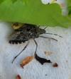 Rhaphigaster nebulosa