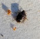 Holcogaster fibulata
