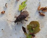 Ceraleptus gracilicornis