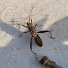 Camptopus lateralis