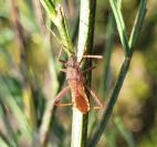 Camptopus lateralis