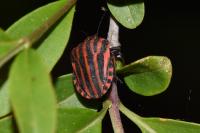 Graphosoma italicum italicum