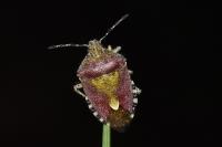 Dolycoris baccarum