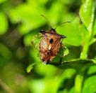Elasmucha ferrugata