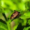 Elasmucha ferrugata