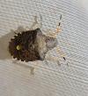 Peribalus strictus vernalis