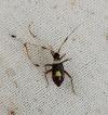 Closterotomus biclavatus
