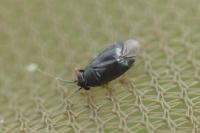 Chlamydatus pullus