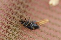 Chlamydatus pullus