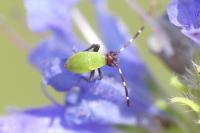 Adelphocoris vandalicus