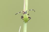 Adelphocoris vandalicus