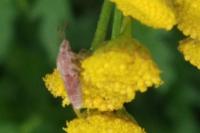Liorhyssus hyalinus