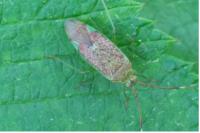 Pantilius tunicatus