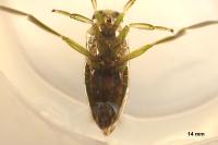 Notonecta viridis