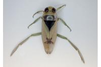 Notonecta viridis