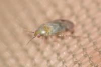 Campylomma verbasci