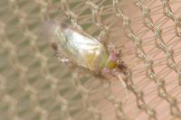 Campylomma verbasci
