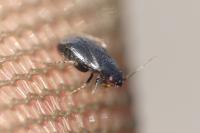 Chlamydatus pullus