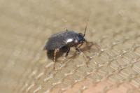 Chlamydatus pullus