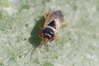 Geocoris megacephalus