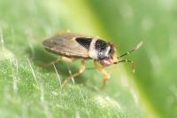 Geocoris megacephalus