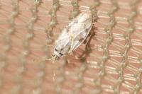 Monosteira unicostata