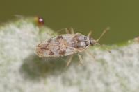 Monosteira unicostata