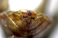 Stictopleurus crassicornis