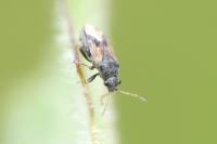 Acompus pallipes