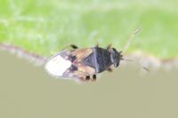 Acompus pallipes