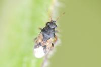 Acompus pallipes