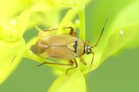 Brachycoleus pilicornis