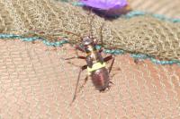 Calocoris roseomaculatus roseomaculatus