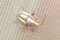 Calocoris roseomaculatus roseomaculatus