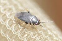Chlamydatus pullus