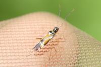Cyllecoris histrionius