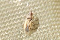 Cymus glandicolor