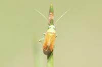 Dichrooscytus rufipennis