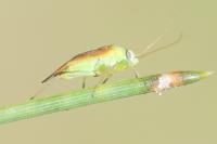 Dichrooscytus rufipennis