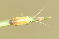 Dichrooscytus rufipennis