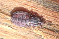Aneurus avenius
