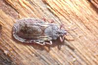 Aneurus avenius