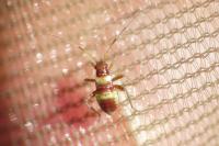 Closterotomus fulvomaculatus