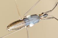 Gerris lacustris