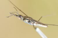 Gerris lacustris