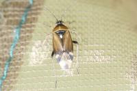 Harpocera thoracica
