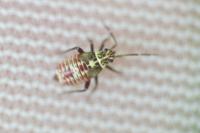 Rhabdomiris striatellus