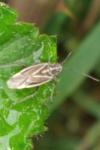 Horistus orientalis