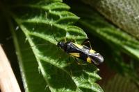 Dryophilocoris flavoquadrimaculatus